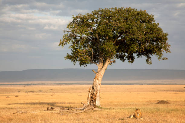 istock Lion resting under a tree, Masai Mara, Kenya 117147868