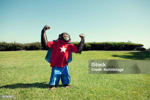 Super Chimp - zdjęcia stockowe i więcej obrazów Małpa - Małpa, Małpa człekokształtna, Humor