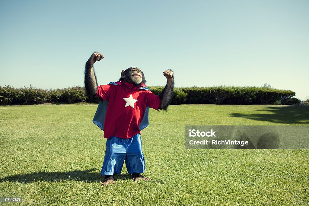 Super Chimpanzé - Foto de stock de Macaco royalty-free