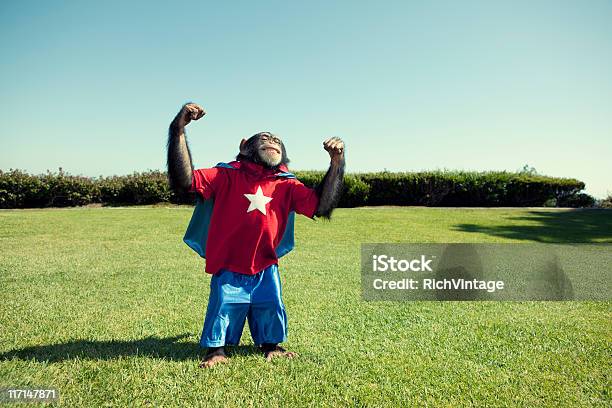 Foto de Super Chimpanzé e mais fotos de stock de Macaco - Macaco, Macaco antropoide, Humor