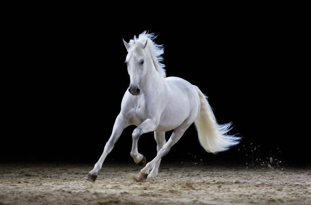 grigio stallone galloping - stallion foto e immagini stock