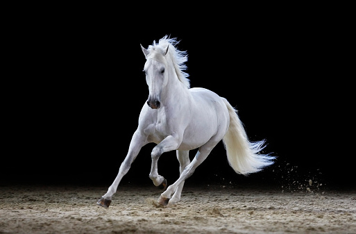 Gray stallion galloping