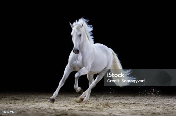 Gray Stallion Galloping Stock Photo - Download Image Now - Horse, White Horse, Running