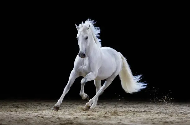 Photo of Gray stallion galloping