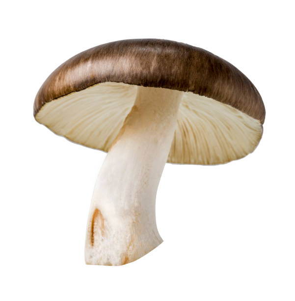 champignon brun de chapeau, champignon sauvage d'isolement sur le fond blanc, avec le chemin de coupure - fungus forest nature season photos et images de collection