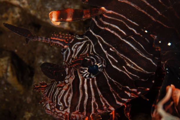 istock lionfish saltwater underwater photography 1171479865