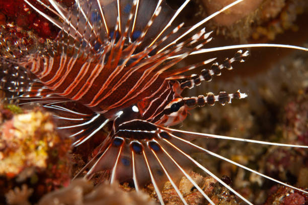 istock lionfish saltwater underwater photography 1171479867
