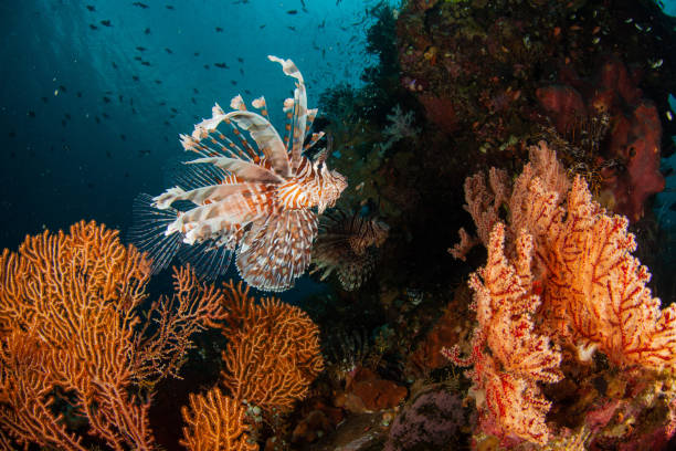 istock lionfish saltwater underwater photography 1171479953
