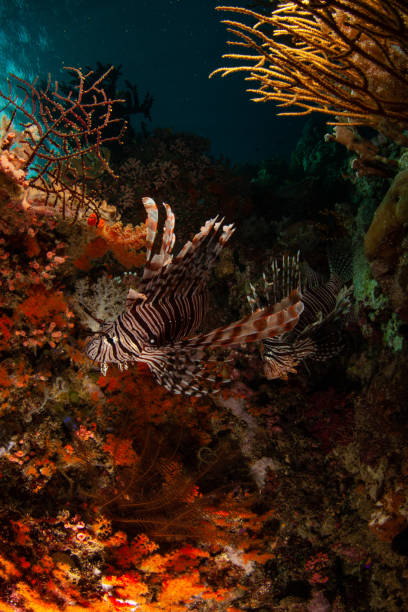 colorful lion fish Indonesia salt water underwater photography