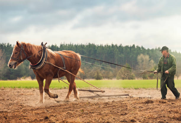 Mature farmer man with horse at farm