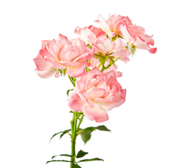 istock Pink rose with leaves, Blooming rose isolated on white background, with clipping path 1171480190