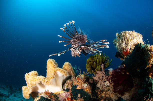 colorful lion fish Indonesia salt water underwater photography
