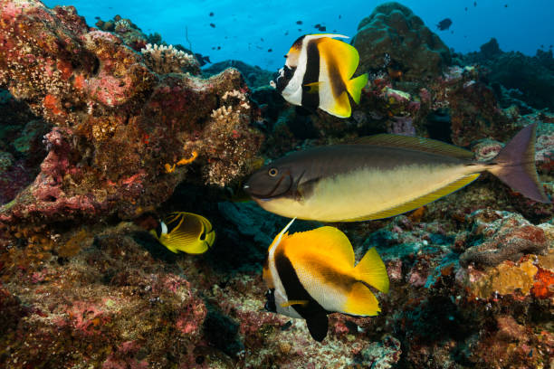 Unicornfish and Butterflyfishes, Fascinating Sea Life at Blue Corner, Palau Micronesia These fish species occur in the tropical Indo-Pacific: Sleek Unicornfish Naso hexacanthus, max. 75cm, common 50cm in 6-150m depth, Raccoon Butterflyfish Chaetodon lunula, max. length 20cm, distinct pairing, in 1-170m depth and Masked Bannerfish Heniochus Monoceros are often paired, max. 24cm in 2-30m depth. A Bicolor Blenny Ecsenius bicolor, max. 11ch in 11-25m depth, some Bicolor Chromis Chromis margaritifer, max. 9cm in 2-20cm depth. Blue Corner is one of the top dive sites of Palau. Palau, 7°8'1.9" N 134°13'18.809" E at 16m depth unicorn fish stock pictures, royalty-free photos & images