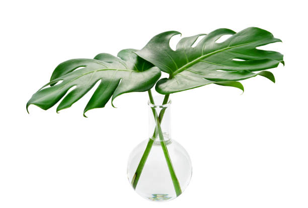 istock Monstera deliciosa leaf in a Round-bottom flask, Tropical foliage in laboratory glassware isolated on white background, with clipping path 1171481079