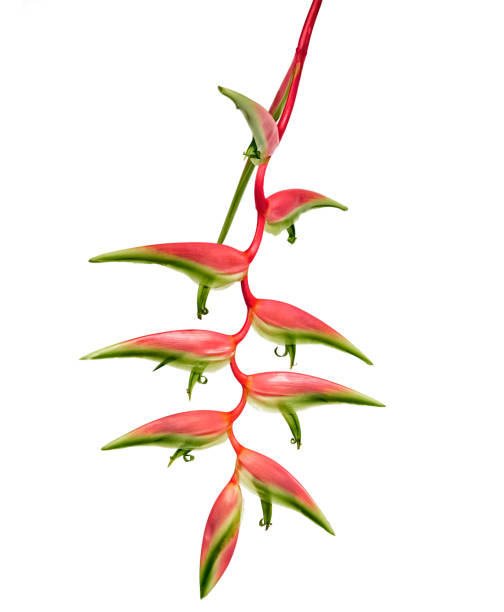 istock Heliconia chartacea flower, Tropical flowers isolated on white background, with clipping path 1171481081