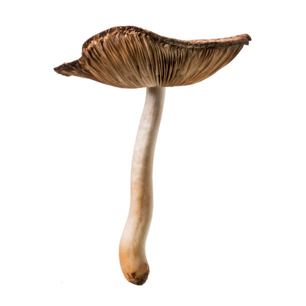 istock Wild depressed cap mushroom, Wild mushroom isolated on white background, with clipping path 1171481154