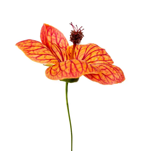 Abutilon pictum flower, Red vein Chinese lanterns flower isolated on white background, with clipping path