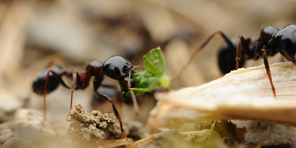 Ants macro.