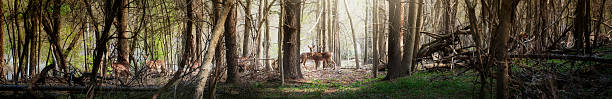 Ultra wide panoramic of deer in the forest Just a bunch of deer basking in the sunlight in the woods.  This super high-res panoramic. doe photos stock pictures, royalty-free photos & images