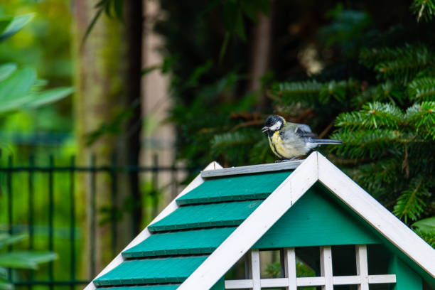 a tit  takes a fodder from a bird house