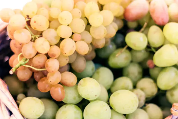 White and blue grapes background texture, autumn harvest