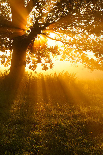 retroilluminazione quercia nella nebbia di mattina sul prato al tramonto - lone tree foto e immagini stock