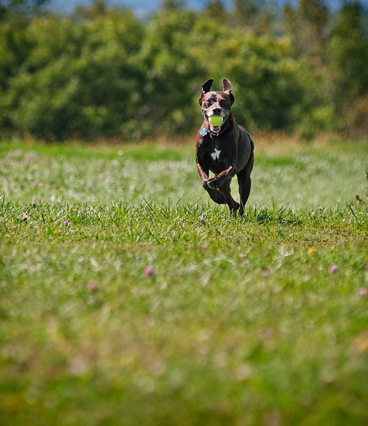 Running Dog stock photo