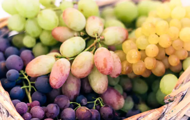 White and blue grapes background texture, autumn harvest