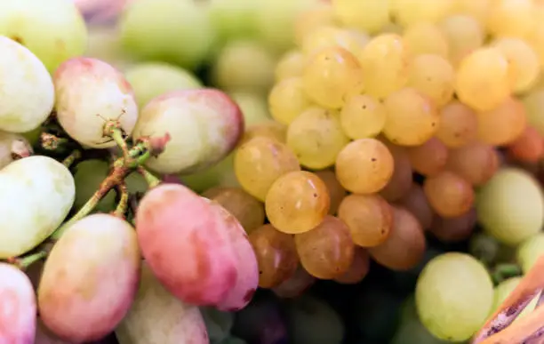 White and blue grapes background texture, autumn harvest