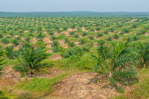 Scenic view of oil palm plantation with young trees early in the morning  in Johor, Malaysia. Johor state is one of the largest palm oil region that contributes to Malaysian economy.