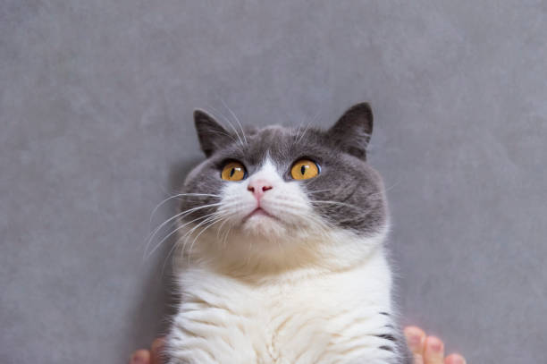 istock Cute british shorthair, indoor shot 1171482767
