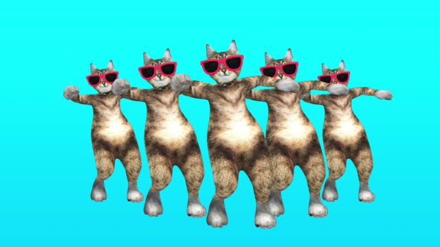 20+ Free Funny Cat & Cat Videos, HD & 4K Clips - Pixabay