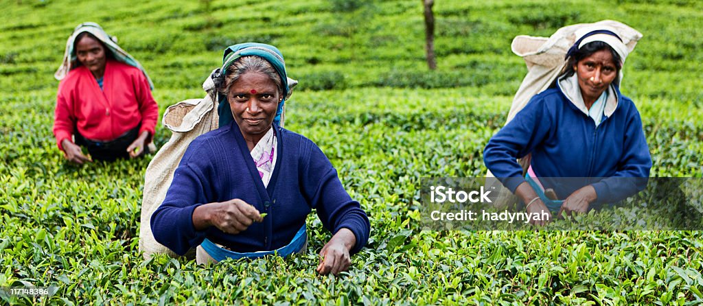 Selettori Tamil tè, Sri Lanka - Foto stock royalty-free di Adulto