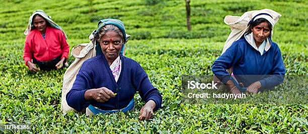 Selettori Tamil Tè Sri Lanka - Fotografie stock e altre immagini di Adulto - Adulto, Agricoltura, Ambientazione esterna