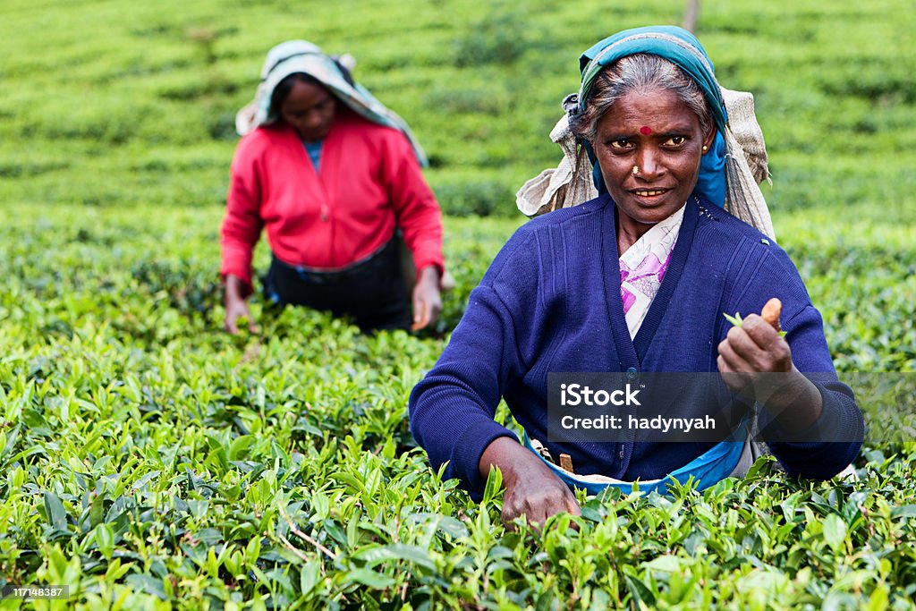 Tamil herbaty z koszem, pojazdy Sri Lanka - Zbiór zdjęć royalty-free (Azja)