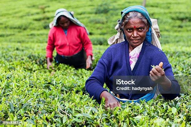 Tamil Herbaty Z Koszem Pojazdy Sri Lanka - zdjęcia stockowe i więcej obrazów Azja - Azja, Dorosły, Fotografika