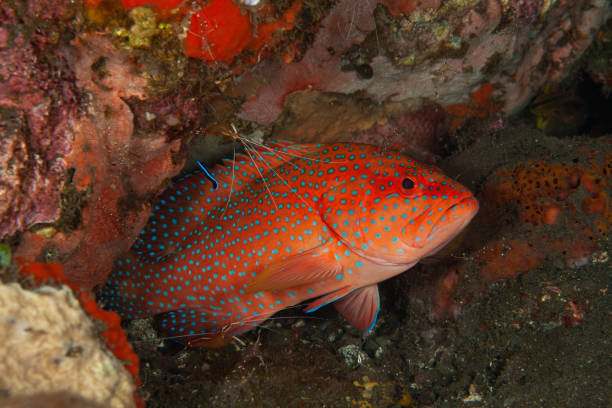 istock Blue spotted coral red grouper 1171483883