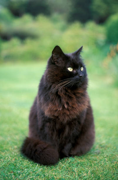 Black long haired cat on a garden lawn Black long haired cat on a garden lawn orthosiphon aristatus stock pictures, royalty-free photos & images