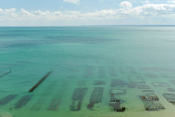 istock Cancale oyster-growing oyster park 1171484040