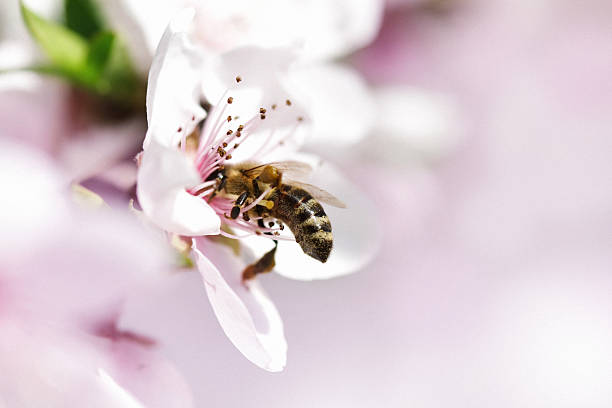 honey bee pollinating flor de manzana - bee apple tree flower single flower fotografías e imágenes de stock