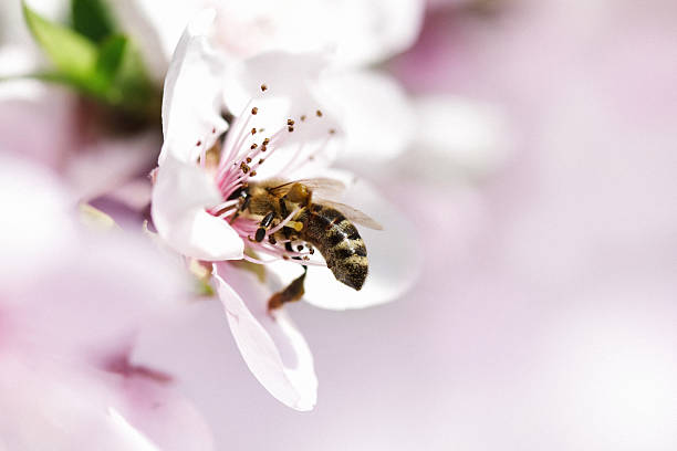 abelha melífera pollinating flor de maçã - bee apple tree flower single flower - fotografias e filmes do acervo