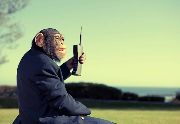 vintage komunikacji - telephone chimpanzee monkey on the phone zdjęcia i obrazy z banku zdjęć