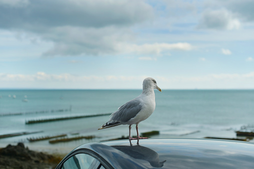 Cancale oyster farm gull on the roof of a car