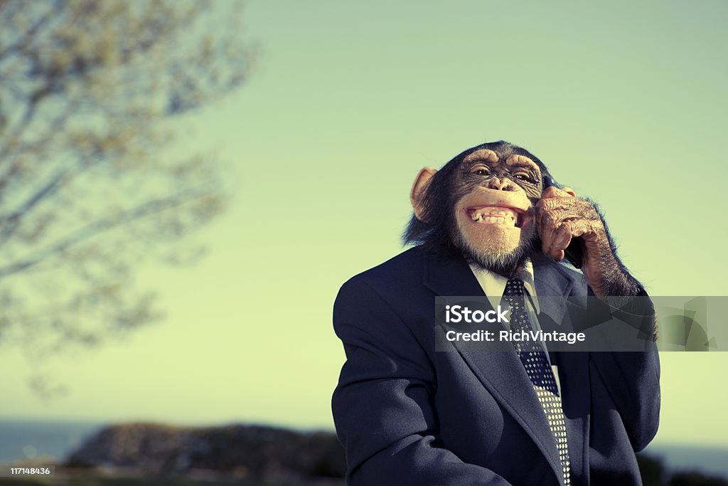 Monkey Communication Stock Photo - Download Image Now - Monkey, Ape, Suit -  iStock