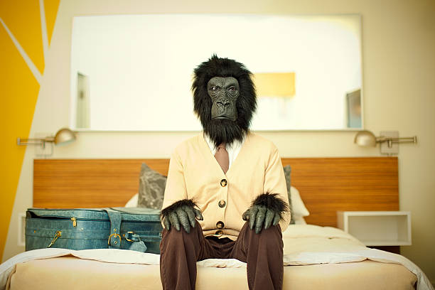 Gorilla Business Man in Hotel Room A retro vintage dressed business man in a monkey suit looks at the camera while sitting on his motel bed with his suitcase, his hairy hands resting on his knees.  Nice yellow cardigan with brown tie and pants.  Horizontal with copy space. animal imitation stock pictures, royalty-free photos & images