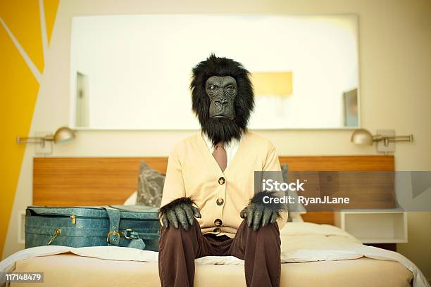 Gorilla Business Man In Hotel Room Stock Photo - Download Image Now - Costume, Bizarre, Humor