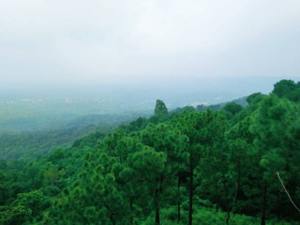 istock Forest of the green trees 1171485434