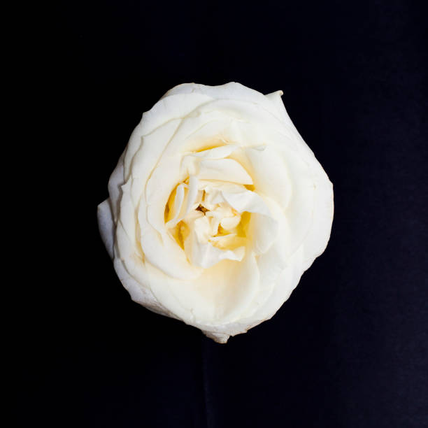 istock White rose flower on black background 1171485633