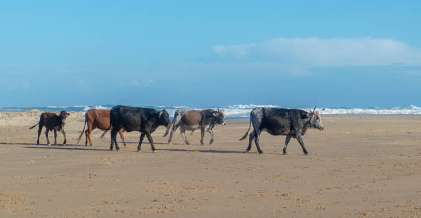 istock A herd of cows walk on the beach 1171485682