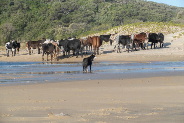 istock Dog guards cows on the beach 1171485852